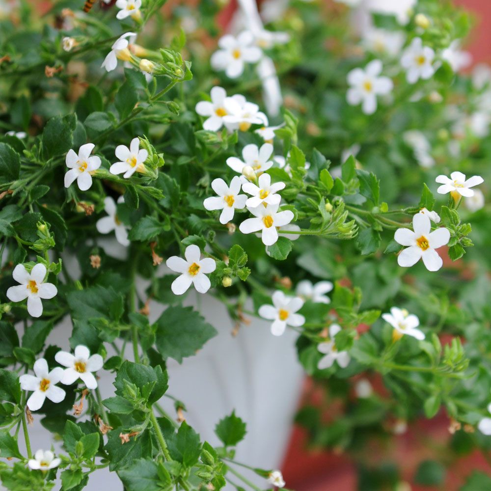 Bacopa 'Snowtopia'