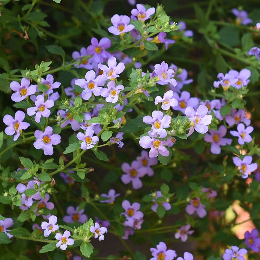 Bacopa 'Blutopia'