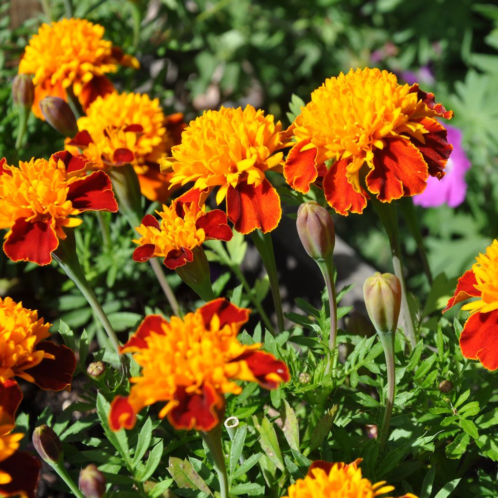 Fløyelsblomst 'Tiger Eyes'