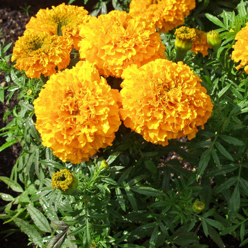 Stor fløyelsblomst 'Odorless Golden Goddess'