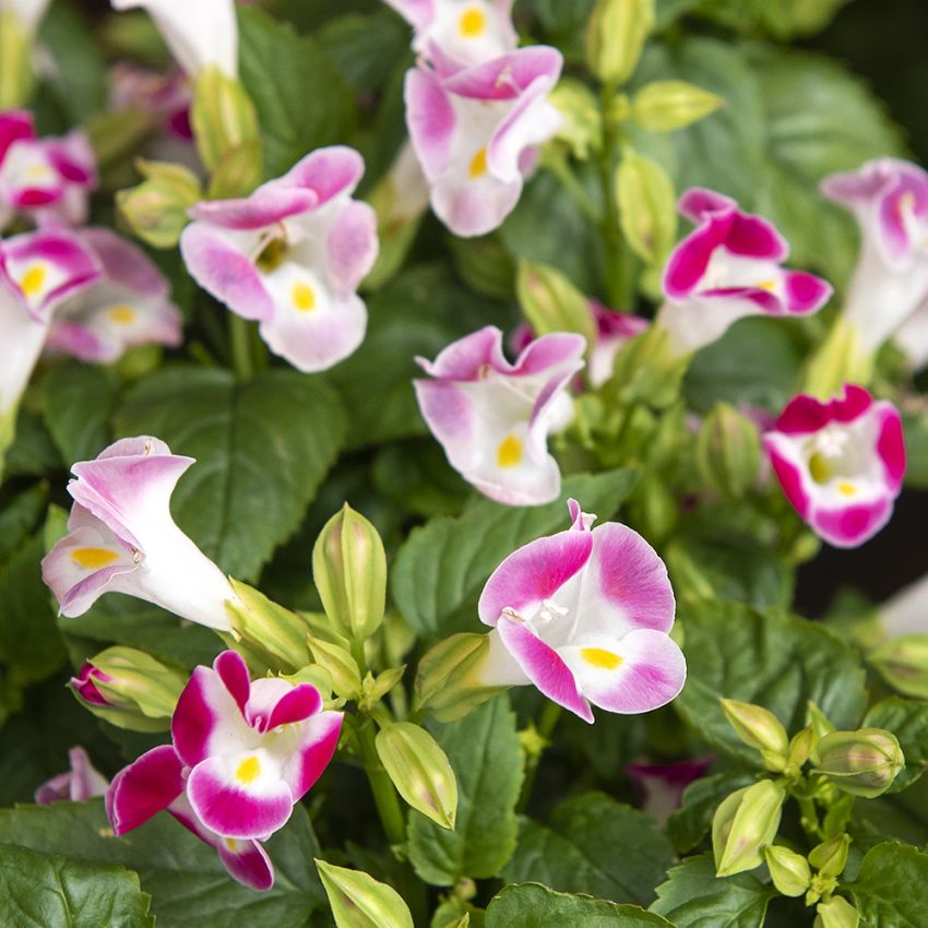 Torenia F1 ''Little Kiss Rose Picotee''