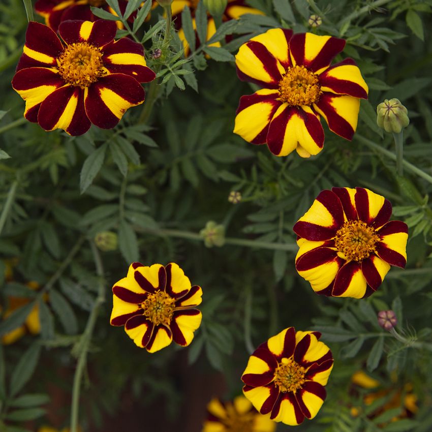 Fløyelsblomst 'Court Jester'