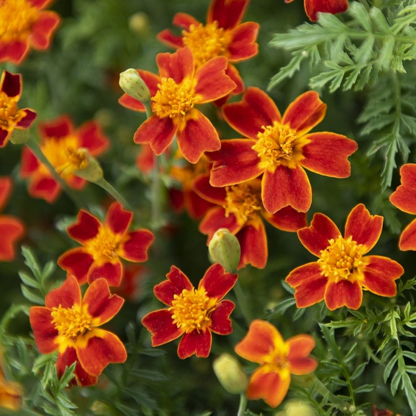 Liten fløyelsblomst 'Red Gem'