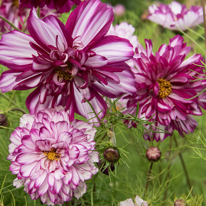 Pyntekorg ''Double Click Bicolour Violet'', smukke, store, halv- til helt fyldte blomster, tofarvede i hvid og rosaviolet.