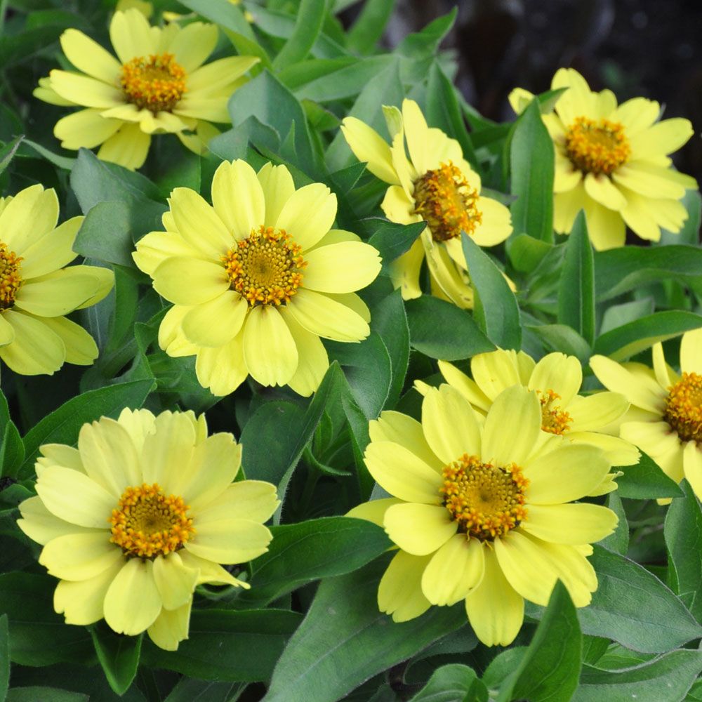 Maryland-sinnia 'Zahara Yellow'