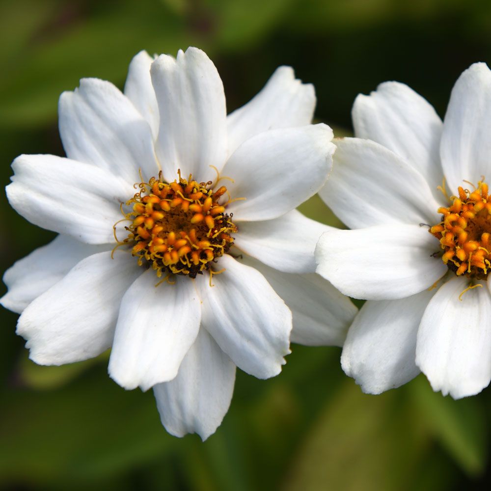 Maryland-sinnia 'Zahara White'