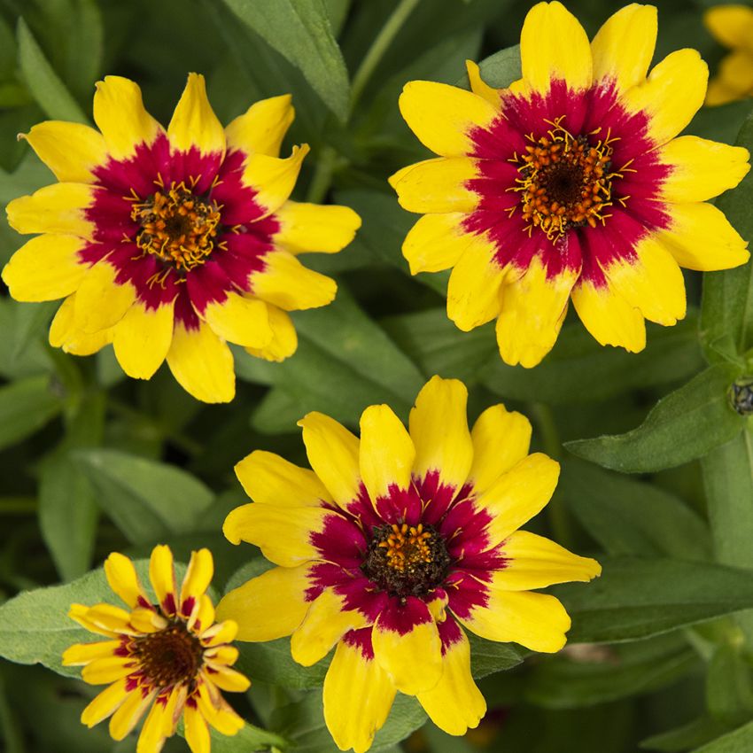 Maryland-sinnia 'Profusion Red Yellow Bicolor'