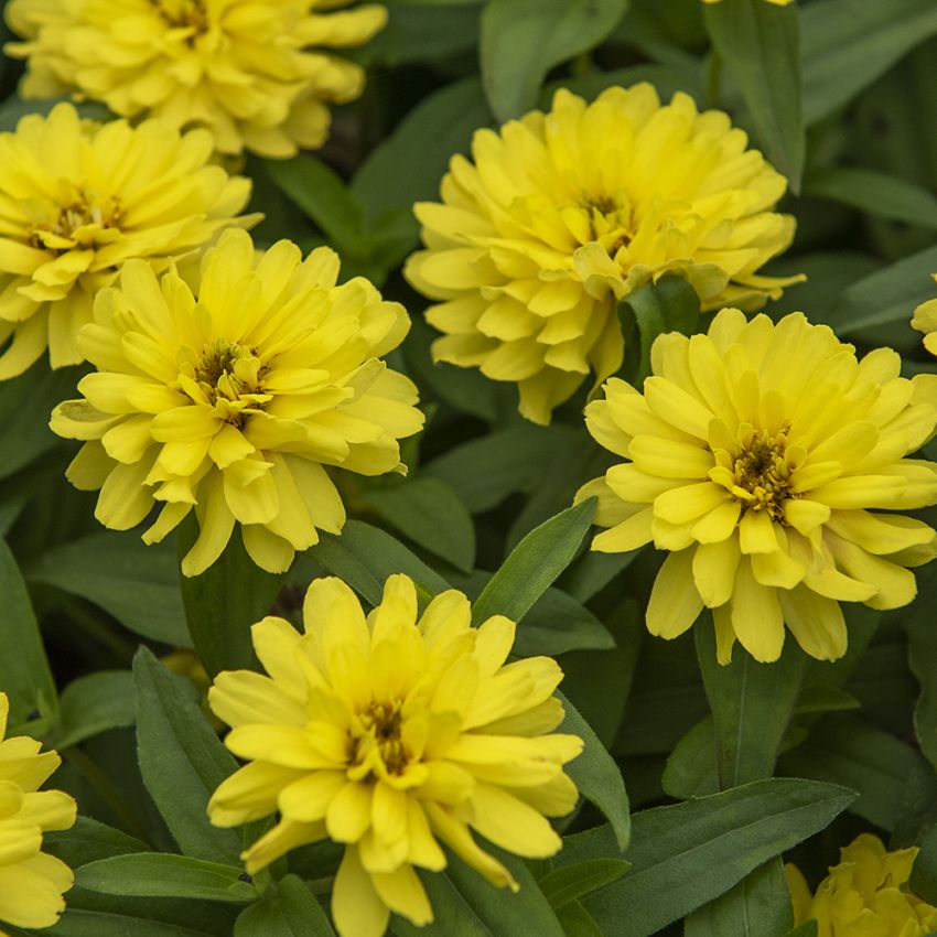 Maryland-sinnia 'Zahara Double Yellow'