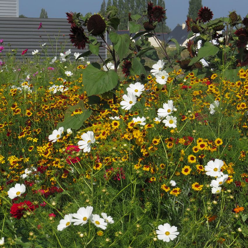 Sommerblomster XL Blanding høy