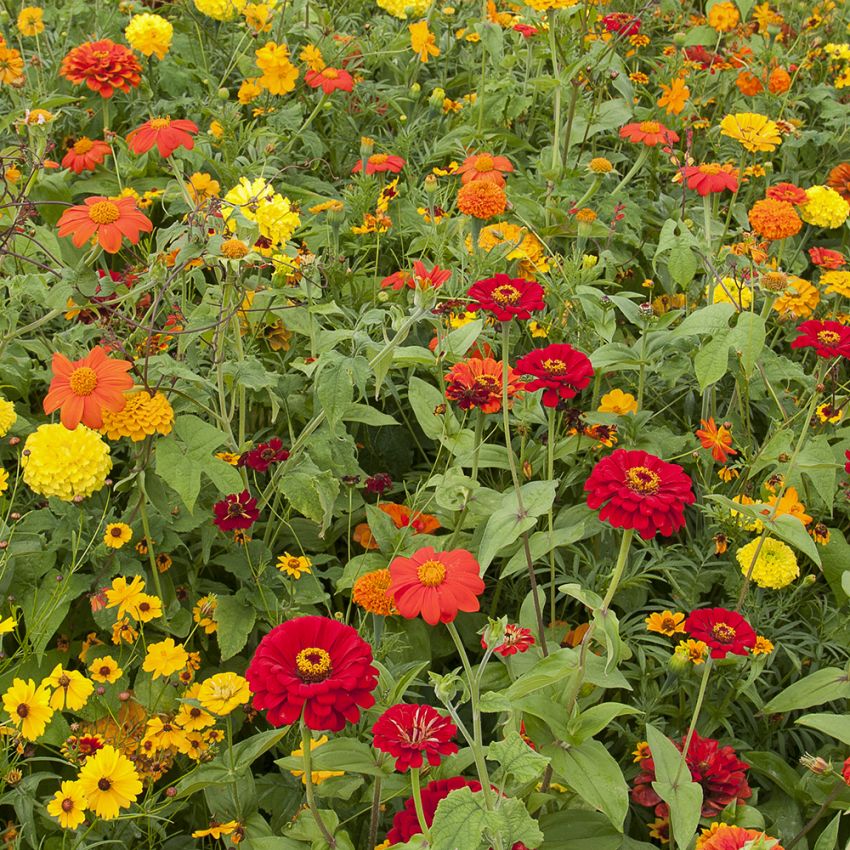 Sommerblomster XL Tørketålende