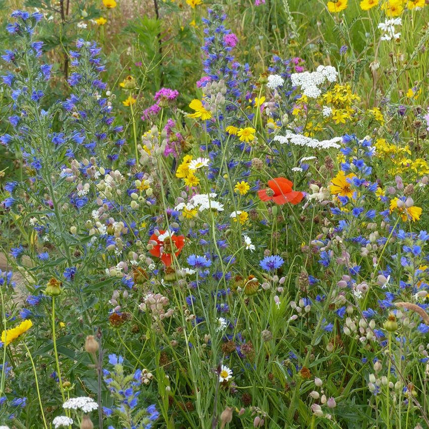 Sommerblomster XL Villblomster