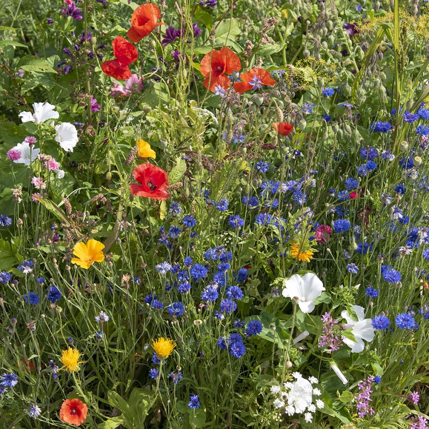 Sommerblomster XL Bieplanter