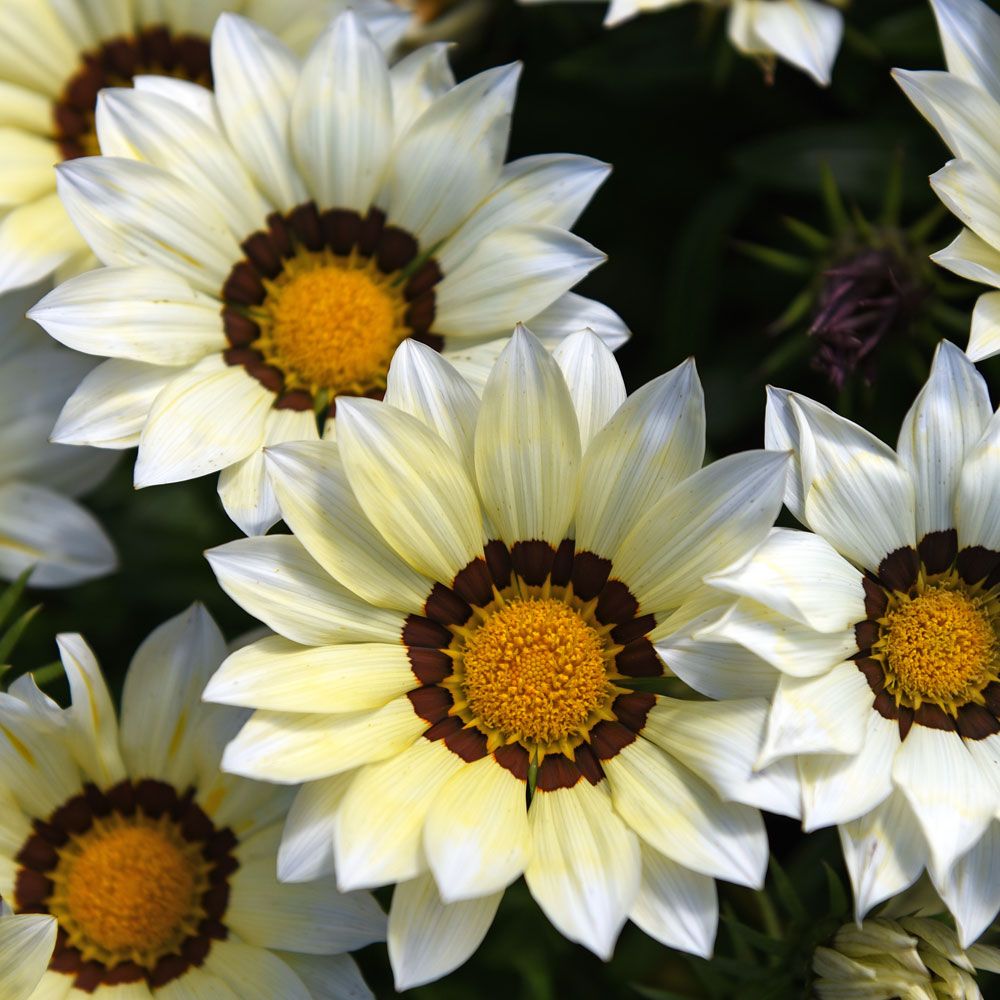 Påfuglblomst F1 'New Day White'