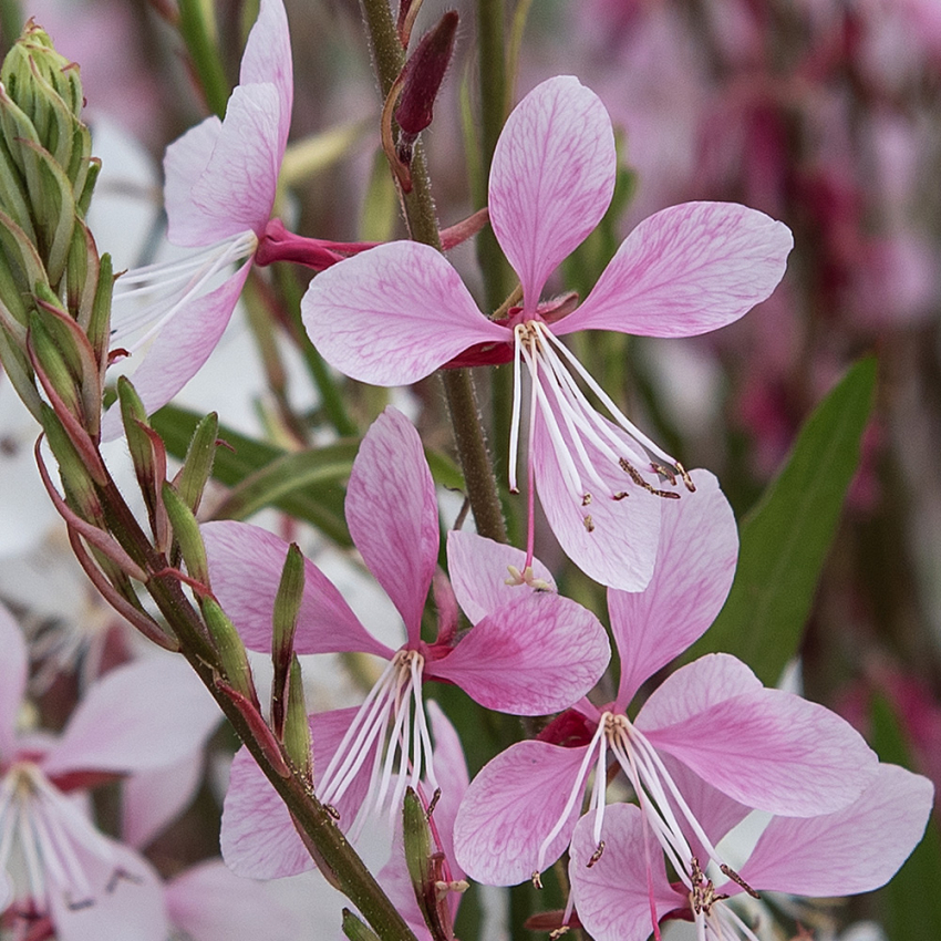 Sommerlys 'Emmeline Pink Bouquet'