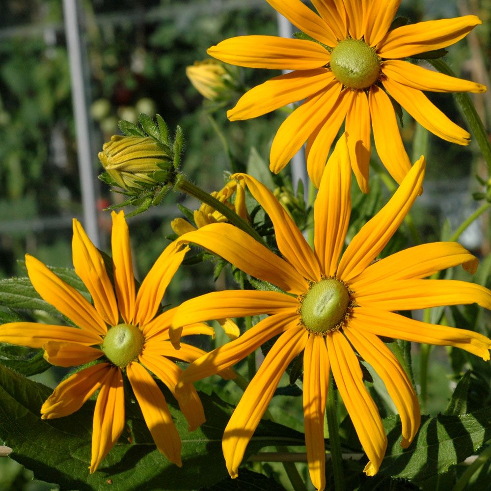 Sommersolhatt 'Prairie Green Eyes'