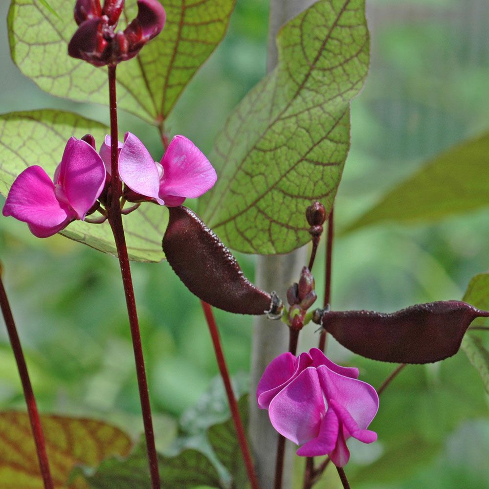 Hjelmbønne 'Ruby Moon'