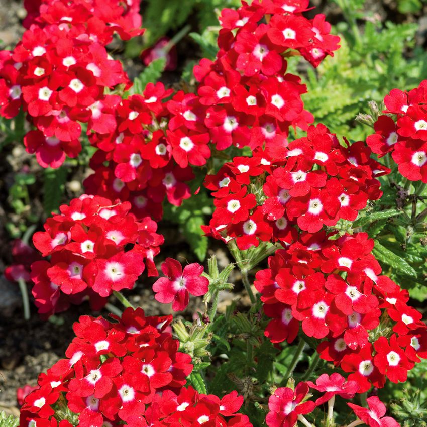 Hageverbena 'Quartz XP Red with Eye'