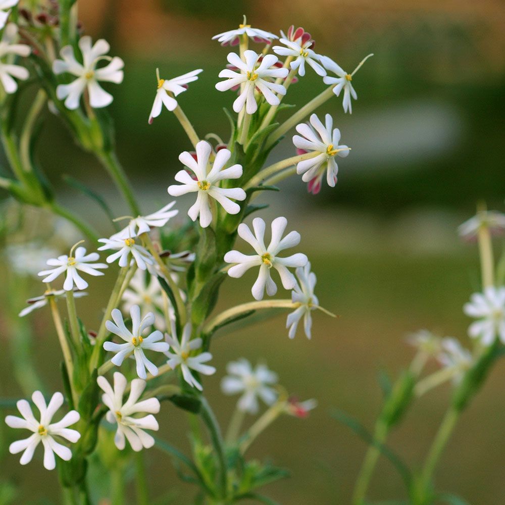 Zaluzianskya capensis 'Midnight Candy'