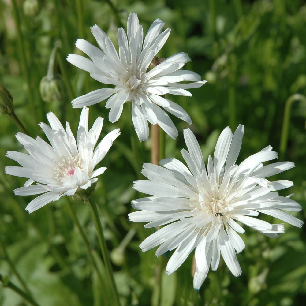 Rødhaukeskjegg 'Snow White'