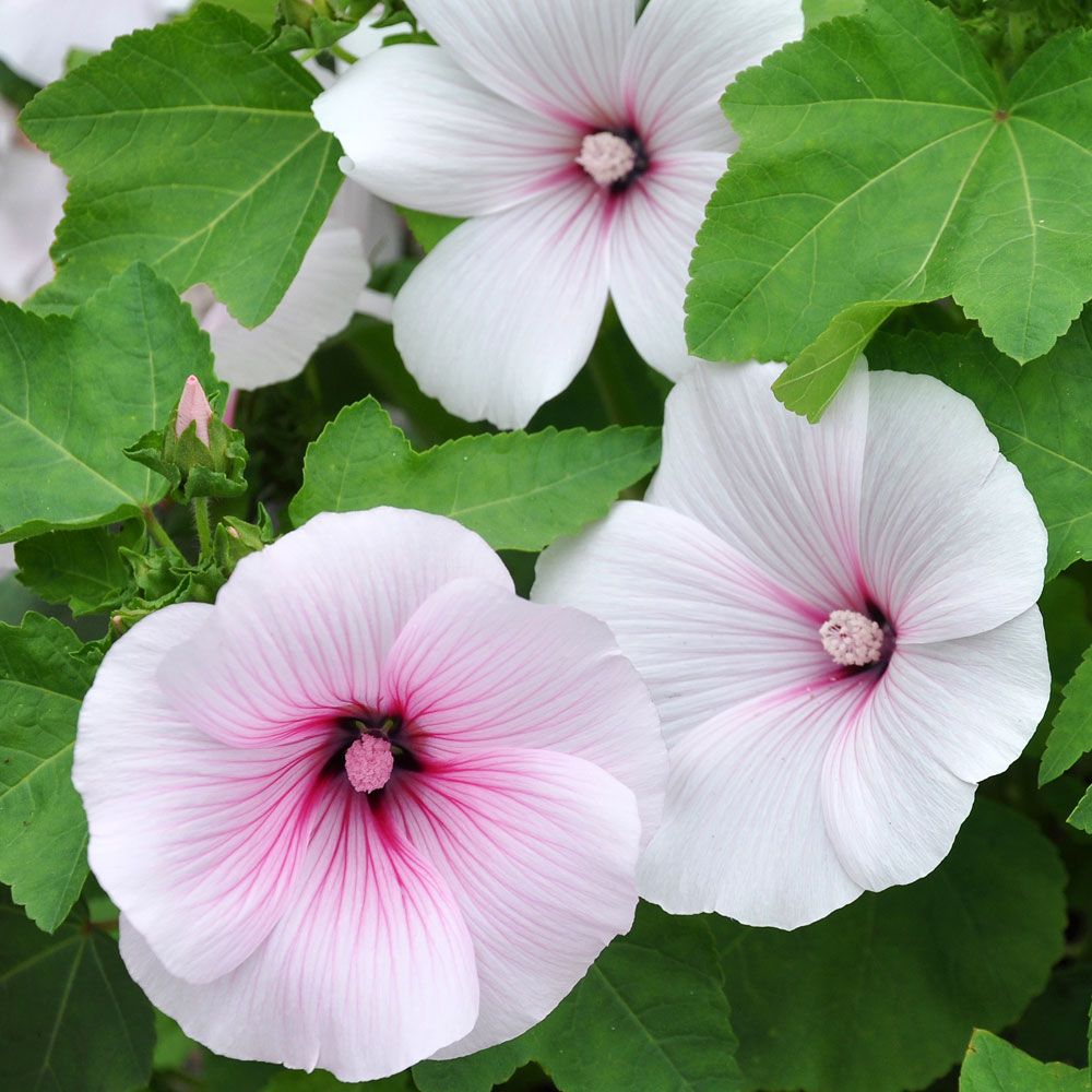 Sommerpoppelrose 'Dwarf Pink Blush'