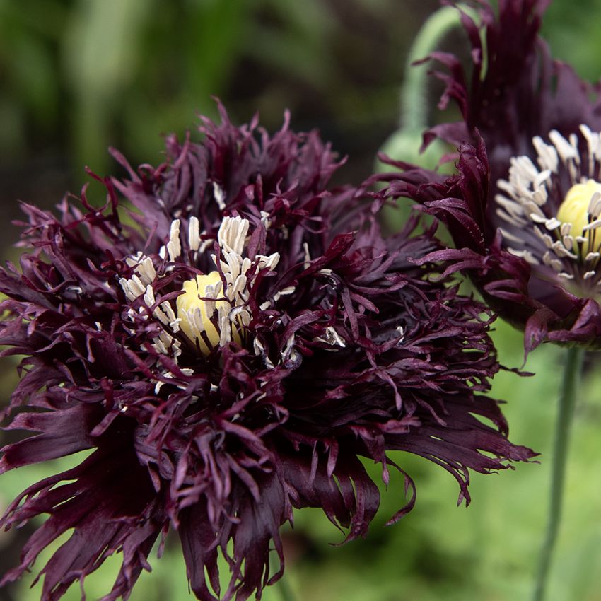 Opiumvalmue 'Black Swan', mørklilla blomster med tætte, frynsede, fjeragtige kronblade