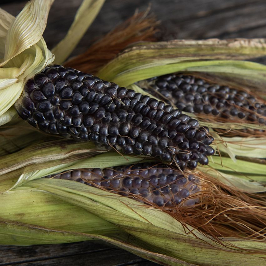 Popcornmais 'Negrocine'