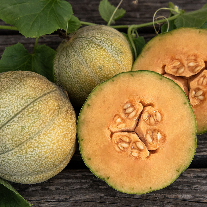 Cantaloupe 'Petit Gris de Rennes'