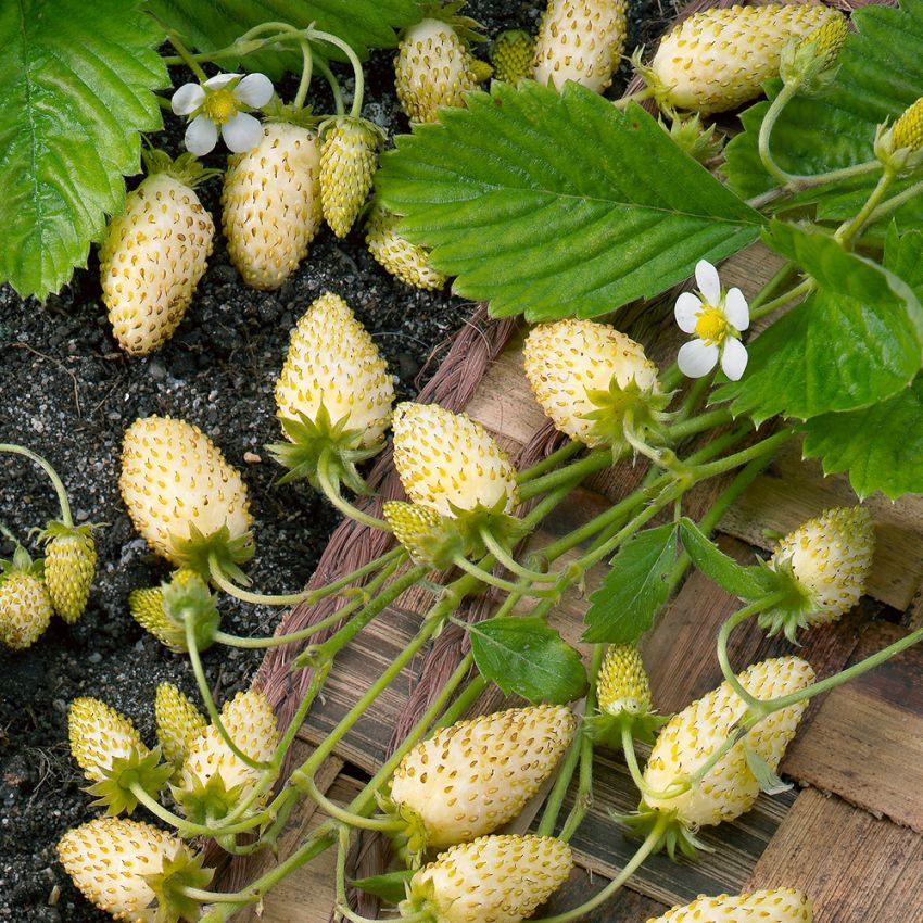 Markjordbær 'Yellow Wonder'