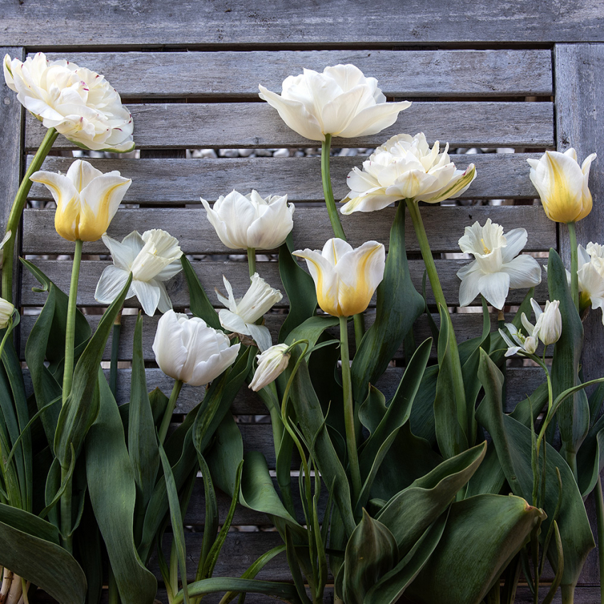 Frisk eleganse i gruppen Løk og knoller / Vårblomstrende løker og knoller hos Impecta Fröhandel (H1043)