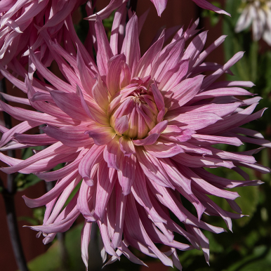 Kaktusgeorgine 'Hollyhill Cotton Candy'