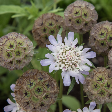 Stjerneskabiosa 'Paper Moon'