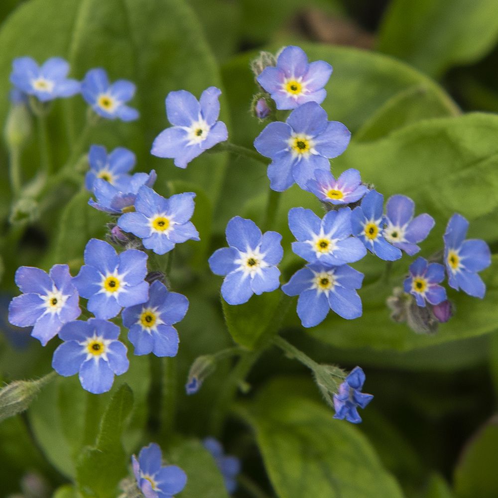 Alpine Forget-Me-Not 'Bellamy Blue