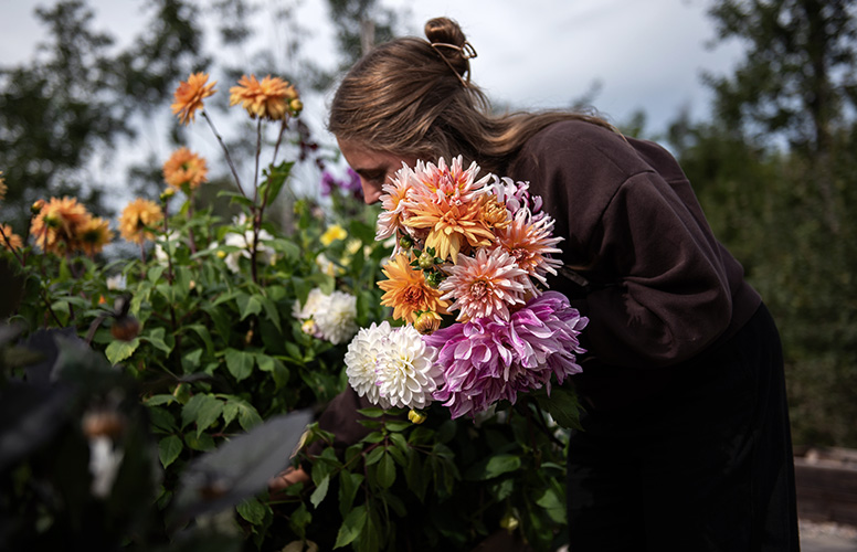 Odla dahlia i rabatt och kruka