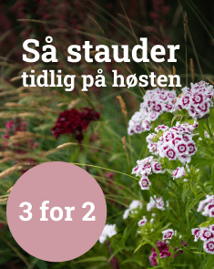 Så stauder tidlig på høsten - 3 för 2