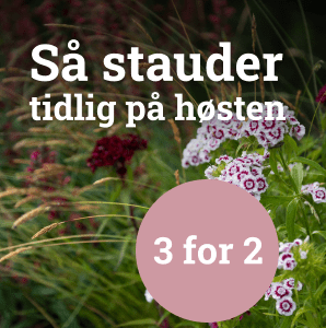 Så stauder tidlig på høsten - 3 för 2