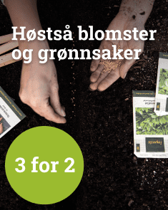 Høstså blomster og grønnsaker - 3 for 2