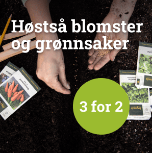 Høstså blomster og grønnsaker - 3 for 2