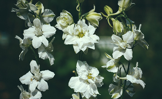 Romersk Riddarsporre 'White King'