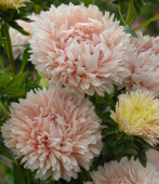 Sommerasters 'King Size Apricot'